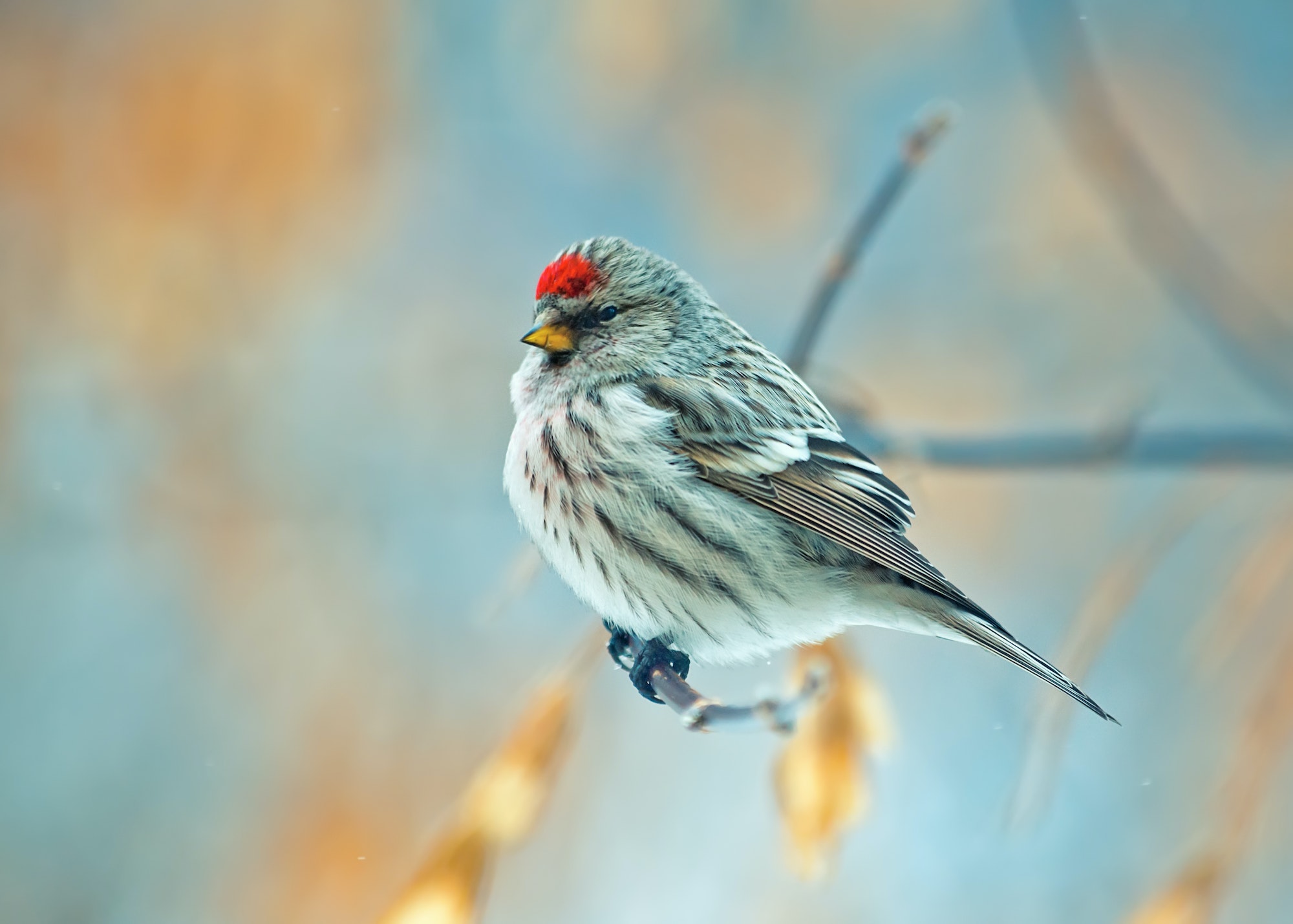 bird common redpoll