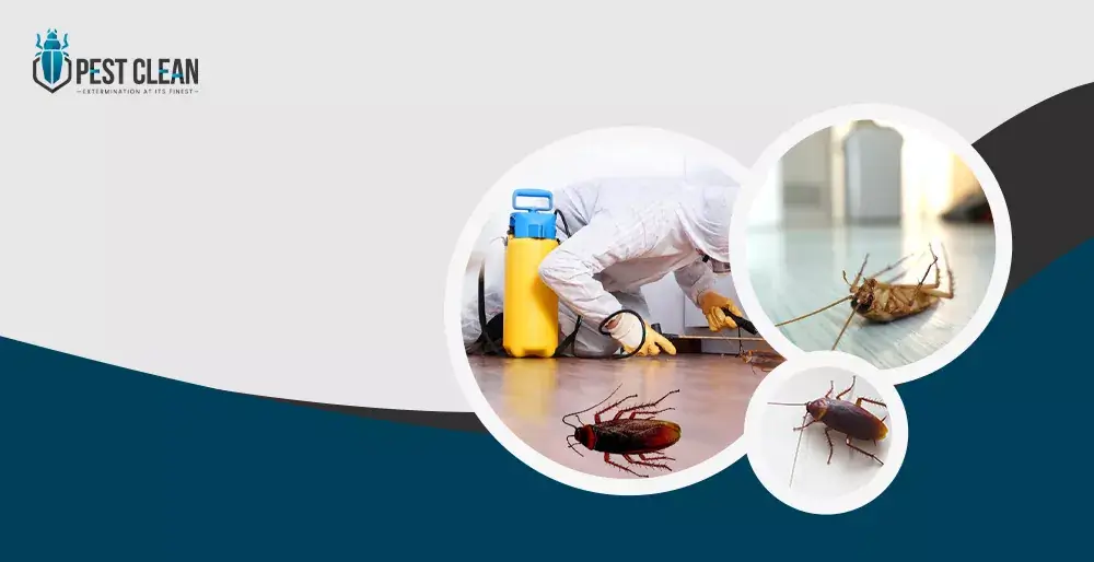 american coackroches control services in dubai