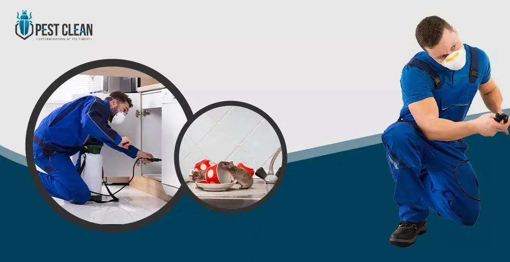 german coackroches control services in dubai