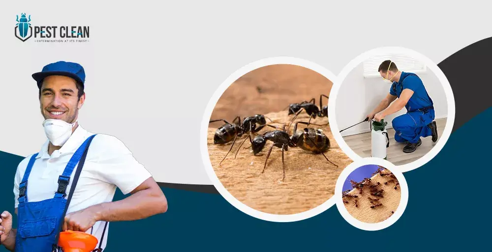 pest control services in dubai