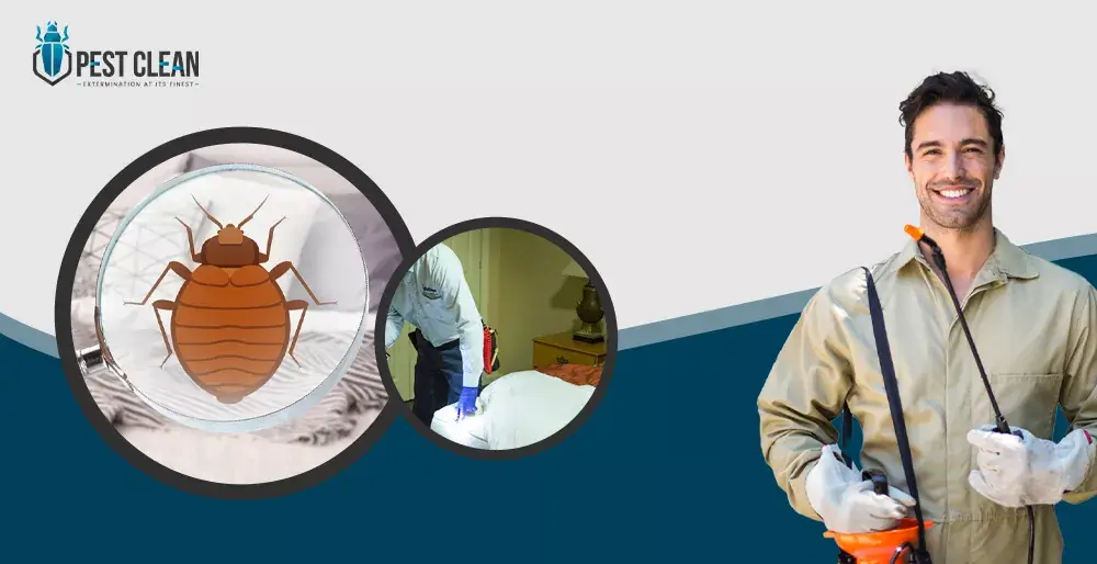 Bed Bugs Control Services