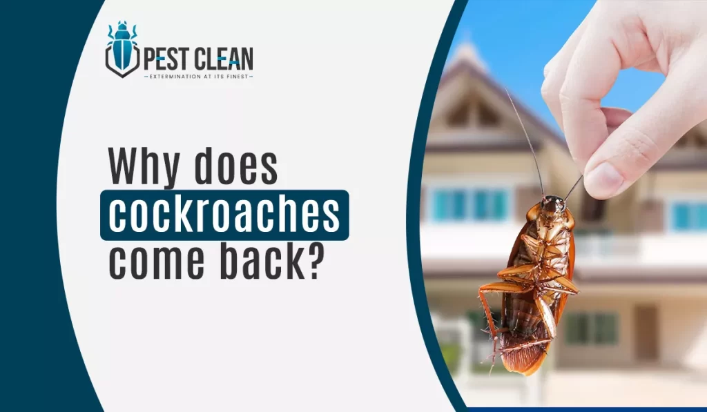 Why Do Cockroaches Come Back?