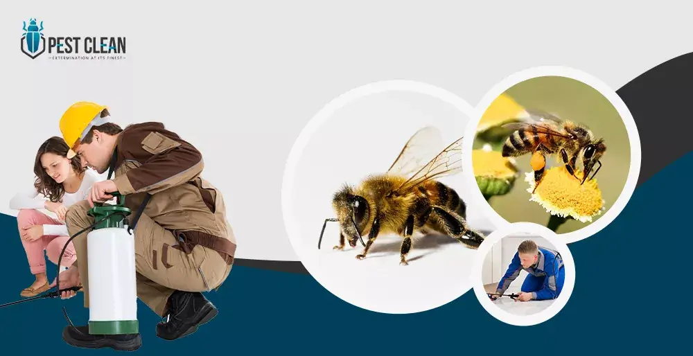 Bees Control Services