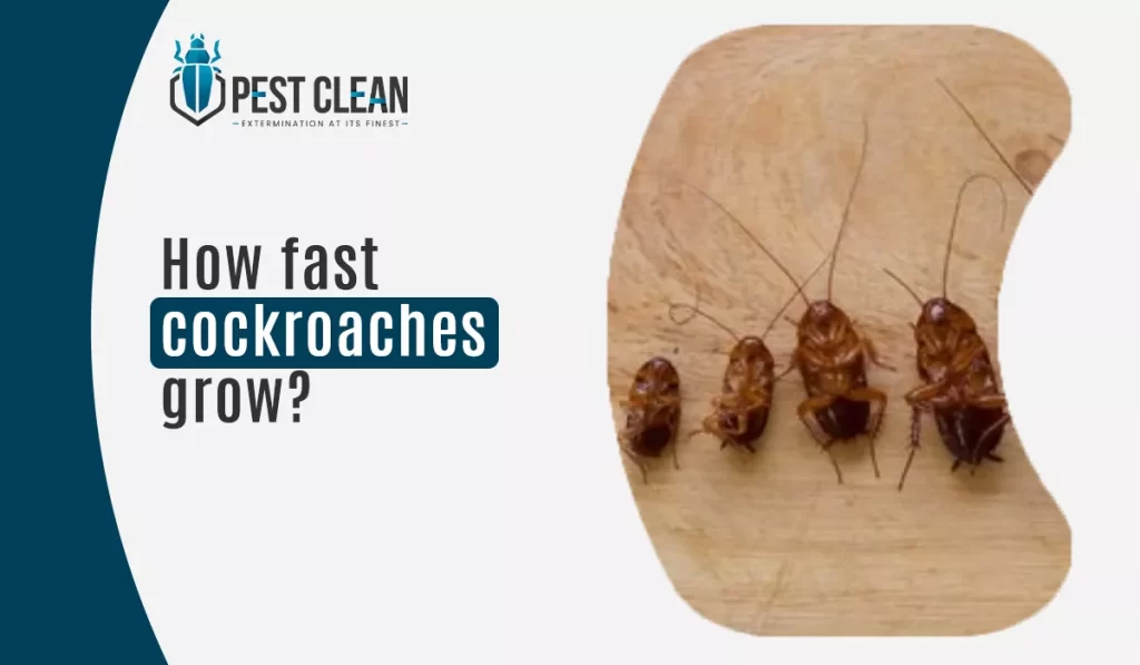 How Fast Do Cockroaches Grow