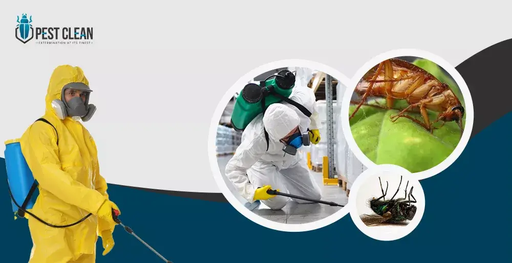 american coackroches control