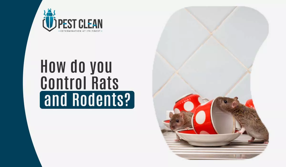 How do you control rats and rodents